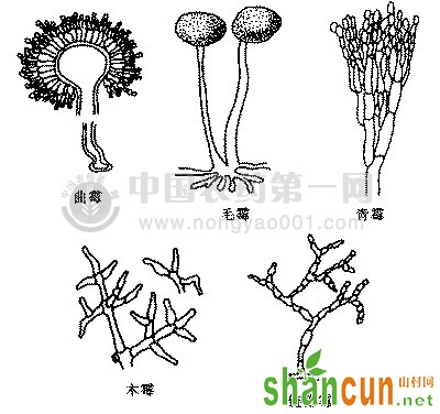 食用菌栽培中的竞争性杂菌