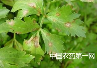 采种芹菜主要病害防治