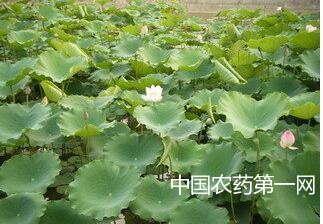 连茬藕缺素症状及防治技术