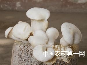 畸形菇的主要形式及防治措施