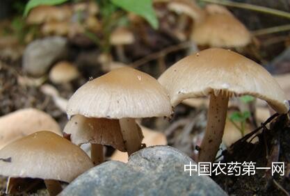 蘑菇褐腐病的有效防治措施