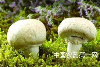 防治双孢菇病虫害