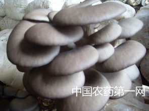 平菇病毒病的有效预防措施