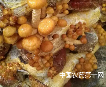 滑子菇虫害防治方法