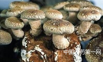 蘑菇白腐病的识别及防治