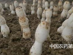 食用菌病虫害防治方法