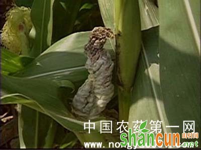 菜用玉米黑粉病