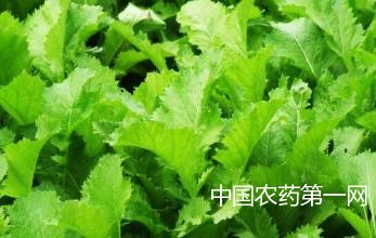 茎用芥菜病毒病如何防治