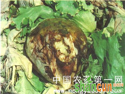 莴苣茎腐病