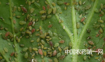 十字花科蔬菜发生蚜虫