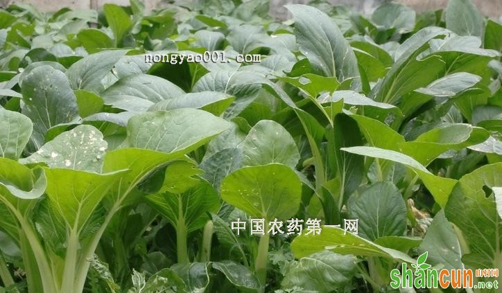 小白菜小菜蛾的防治方法