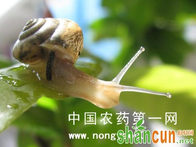 大白菜蜗牛