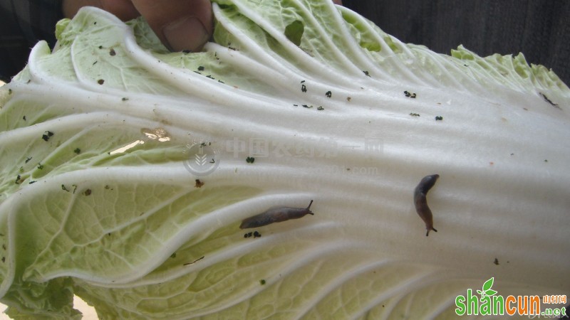 预防有机白菜病虫害的方法