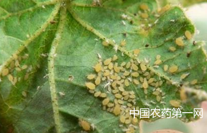 如何防治小白菜菜蚜类害虫