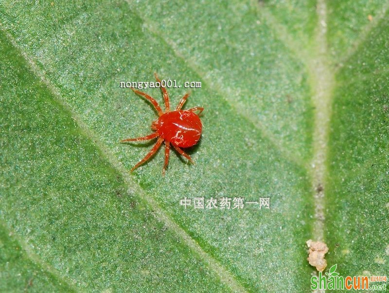 红蜘蛛如何有效防治