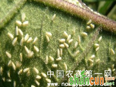 丝瓜温室白粉虱