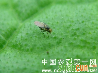 葫芦美洲斑潜蝇