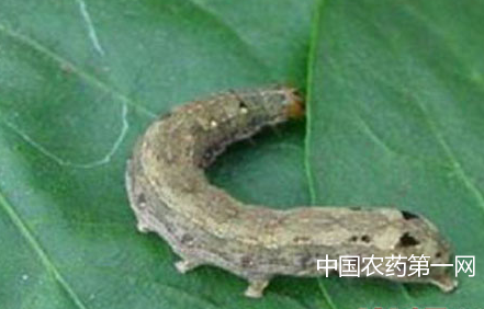 甜菜夜蛾的防治方法