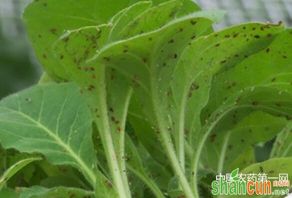 油菜蚜虫的识别及防治