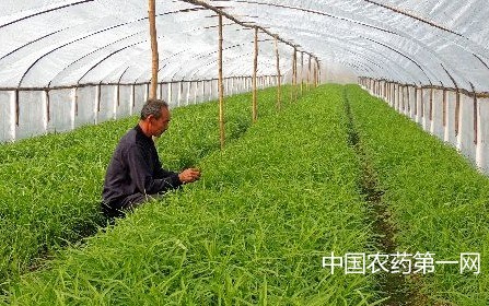 春季大棚空心菜的虫害防治