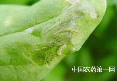 如何防治菠菜潜叶蝇？