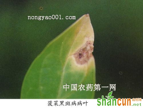 菠菜黑斑病防治技巧