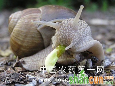 菠菜蜗牛