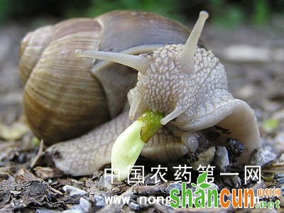 芥菜蜗牛