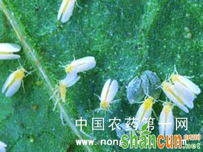 油麦菜烟粉虱