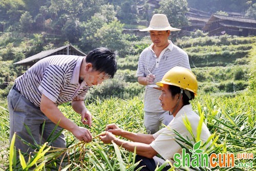  如何预防生姜钻心虫病