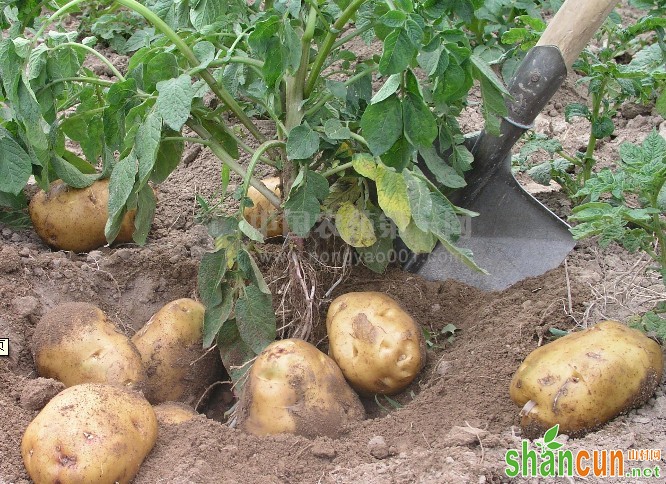 马铃薯地下害虫蝼蛄怎么防治