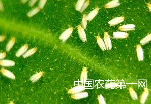 大棚四季豆种植巧防白粉虱