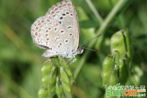 豆类豆灰蝶的防治方法