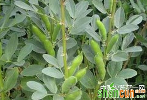 蚕豆主要虫害的防治方法