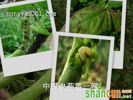 正确防治菜用大豆大豆卷叶螟