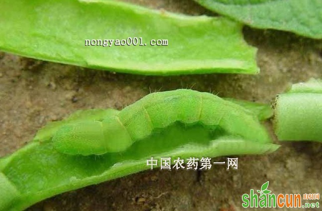 正确防治菜用大豆棉铃虫