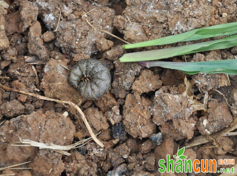 豇豆小地老虎有何危害？如何防治？