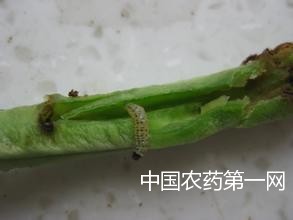 豆角钻心虫