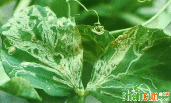 豌豆潜叶蝇危害特点是什么？如何防治？
