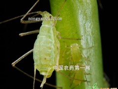 豌豆修尾蚜如何防治