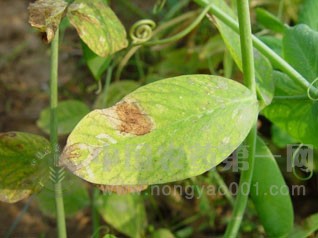 防治豌豆病虫害的防治