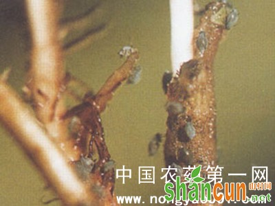 豌豆根蚜