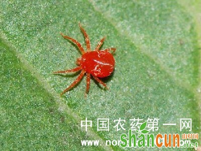 芸豆红蜘蛛
