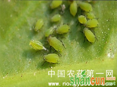 芸豆蚜虫