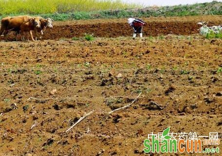 春播10招巧防地下害虫