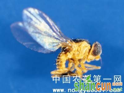 芹菜美洲斑潜蝇