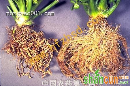 芹菜根结线虫防治措施