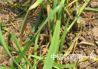 韭菜种植中如何预防韭蛆