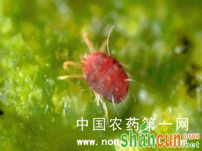 黄花菜红蜘蛛