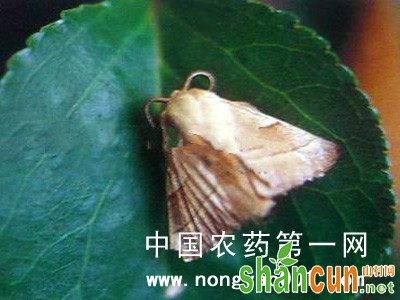 苹果黄褐天幕毛虫